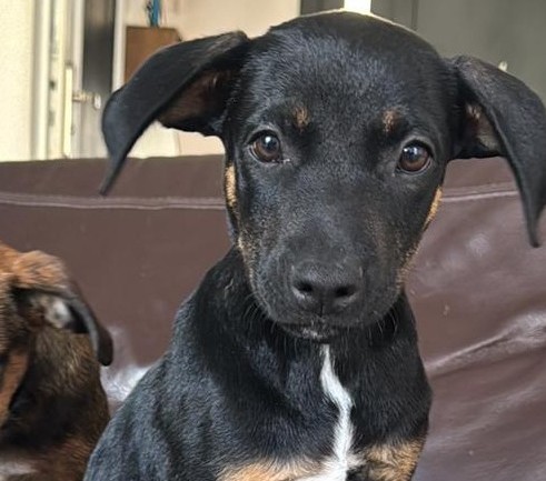 Chiens à adopter